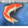 商品番号 10234 : KEISEN YAMAGUCHI 日本画